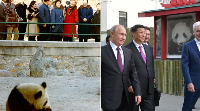 Çin'in Siyasi Hesaplarla Diğer Ülkelere Panda Hediye Etmesi: Panda Diplomasisi