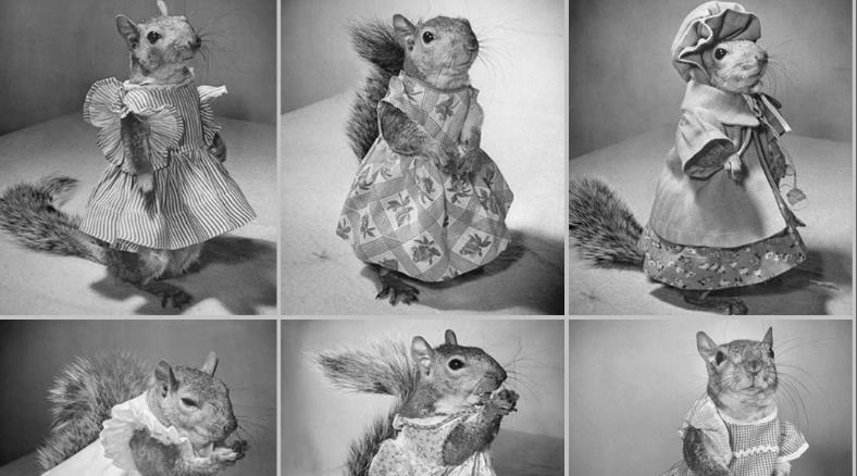 Bir Ulusun Moral Kaynağı Olan Sincap Tommy Tucker’ın İnanılmaz Hikayesi