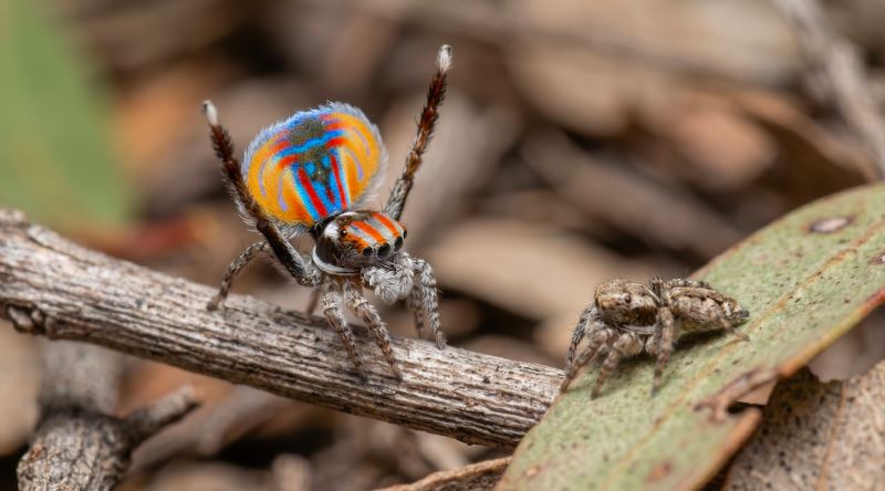 Tavus Kuşu Örümceğinin Dişiyi Etkileyemezse Öldüğü Acayip Çiftleşme Dansı