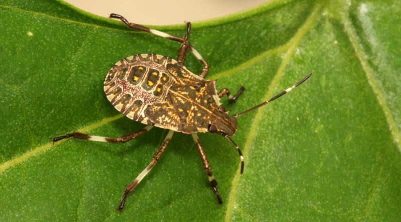 Karadeniz'deki Fındık Hasadını Katleden Kahverengi Kokarca Böceği Türkiye'ye Nasıl Geldi?