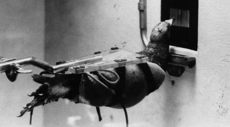 Amerika'nın Güvercinleri Savaşta Füze Olarak Kullanma Fikri: Project Pigeon