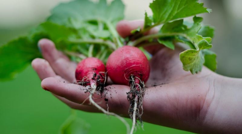 Turbun, Turp Gibiyim Deyimi İçin Kullanılmasını Sağlayan Ne Gibi Bir Özelliği Var?