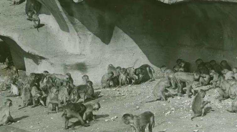 200 Maymunun Kaçarak New York Şehrini Terörize Ettiği İlginç Olay