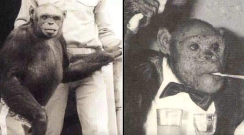 İnsan-Maymun Melezi Olduğuna İnanılan Şempanze Oliver’ın Sıra Dışı Hikayesi