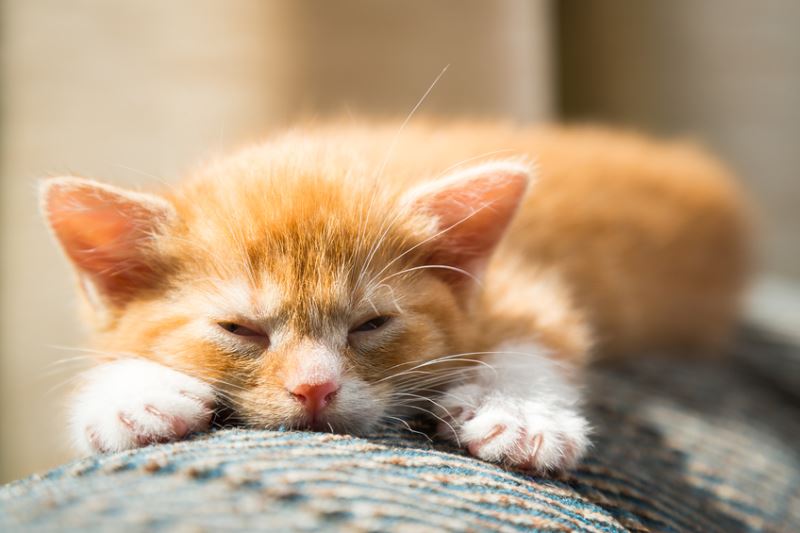 Kedi Bakiminda Veterinere Goturmeden De Yapilacak Alternatif Uygulamalar Eksi Seyler