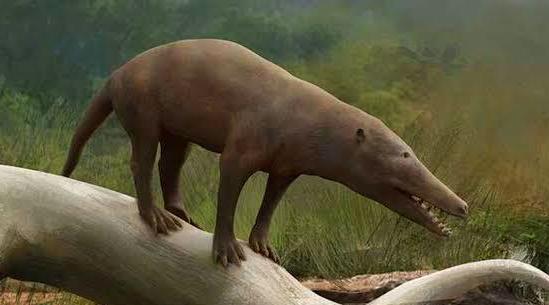 Balinaların 50 Milyon Yıl Önce Karada Yaşayan ve Geyiğe Daha Çok Benzeyen Ataları