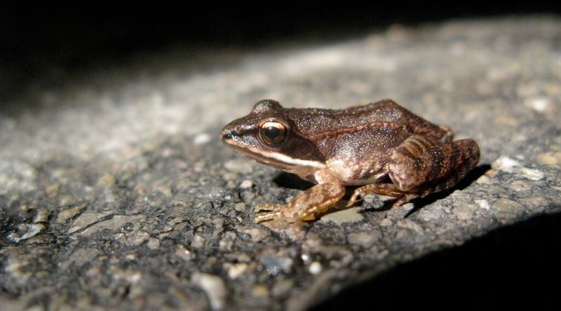 Kışın Donarak Kalbi Duran, Baharda Canlanan Kurbağa: Rana Sylvatica