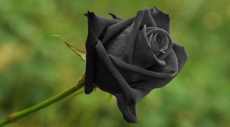 Doğada Neden Siyah Gül Bulunmaz?