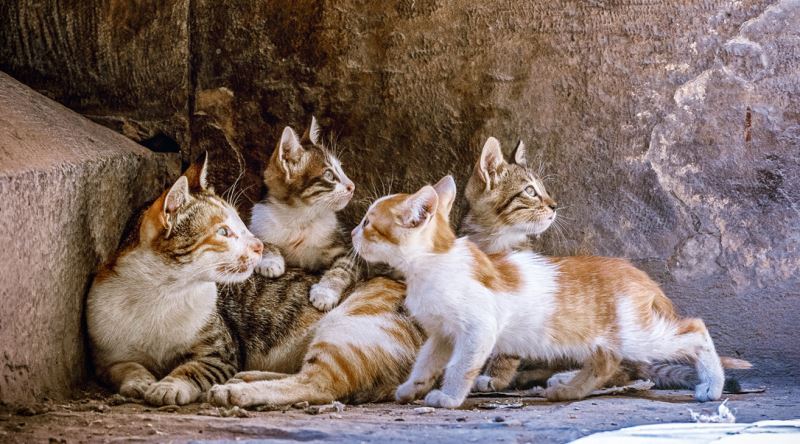 Bazi Erkek Kediler Neden Baska Kedilerin Yavrularini Oldurur Eksi Seyler