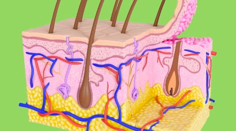Nazik Bir Okşama Neden Vücudumuzdaki Güvende Hissini Tetikliyor?