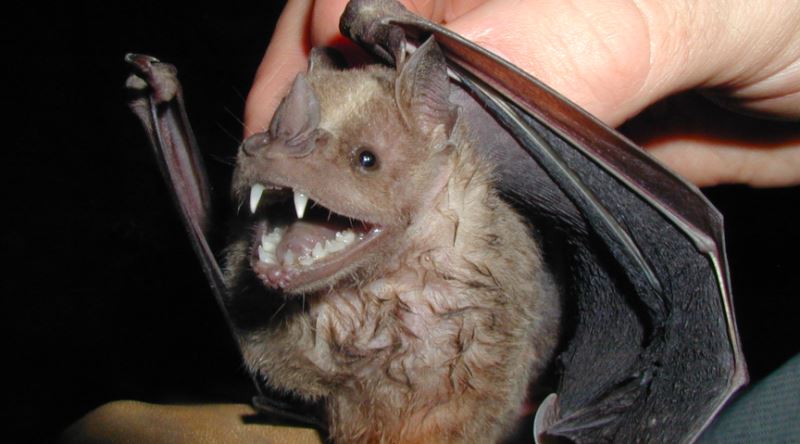 Kuduz Virüsü Yarasaya Zarar Vermezken İnsan İçin Neden Ölümcül Oluyor?