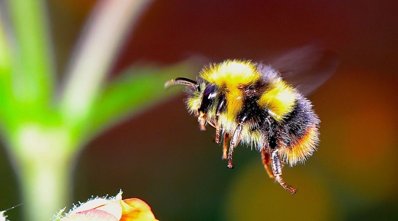 Aerodinamik Hesaplara Göre Bombus Arıları Aslında Uçamamalı mı?