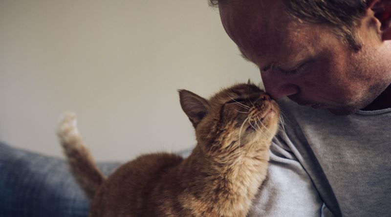 Kedi Sahiplerinin Diger Insanlara Gore Gundelik Yasamda Cok Daha Dikkat Etmesi Gereken Seyler Eksi Seyler