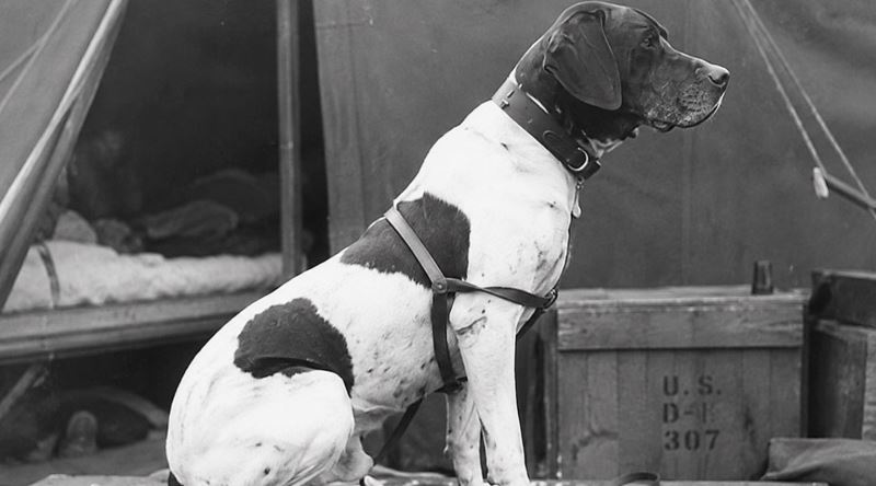 Savaş Esiri Olarak Resmen Kayıtlara Geçen Tek Köpek: Judy
