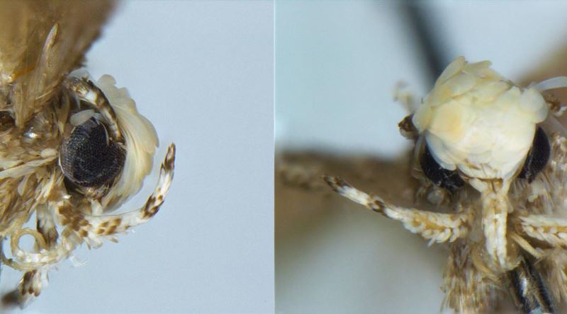 Trump'a Benzediği İçin Onun Adı Verilen Yeni Güve Türü: Neopalpa Donaldtrumpi