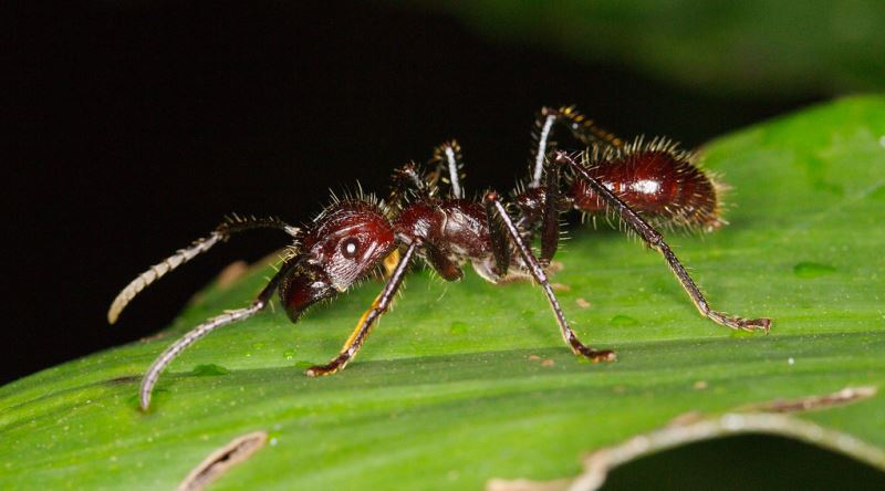 Bir Böcek Uzmanına Göre, Sokması En Çok Acı Veren Eklembacaklı: Mermi Karınca