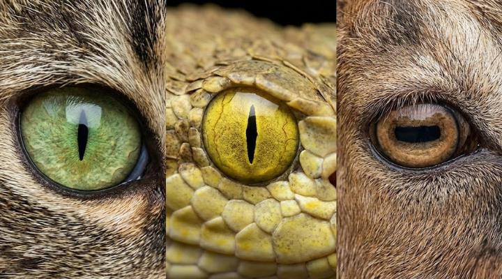 Hayvanların Göz Bebekleri Neden Birbirinden Farklıdır?