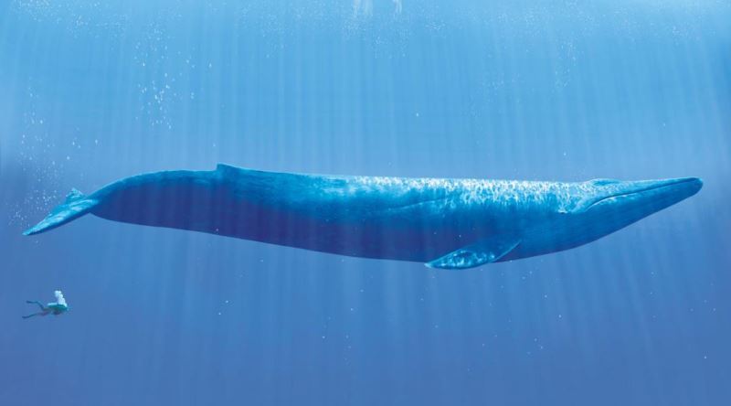 Balinalar Bir İnsanı Yutabilir mi?