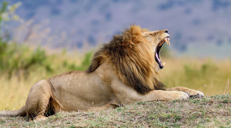 Kaplandan Genelde Daha Güçsüz Olduğu Halde Neden Aslanlara Kral Diyoruz?