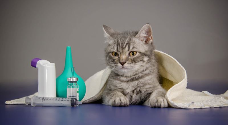 Kedi Bakımında Veterinere Götürmeden de Yapılacak Alternatif Uygulamalar