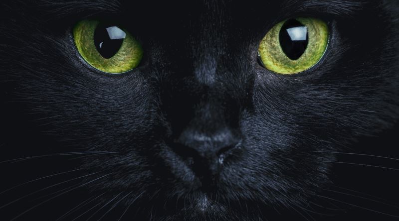 Kara Kedilerin Uğursuzluk Getirdiği İnancı Nereden Geliyor? - Ekşi Şeyler