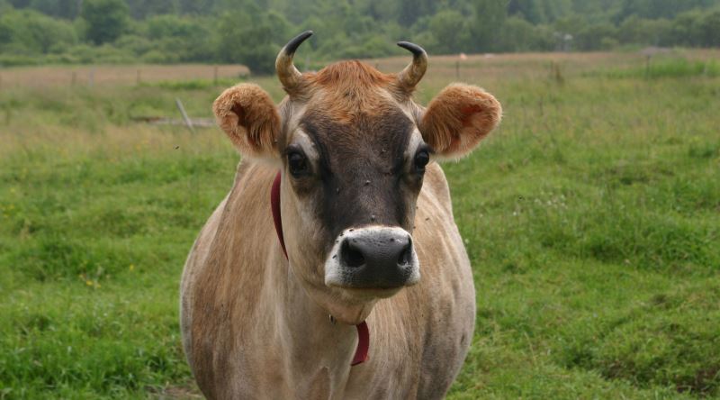 Jersey Sütünün Diğer Sütlerden Farklı Olan Tarafı Nedir?