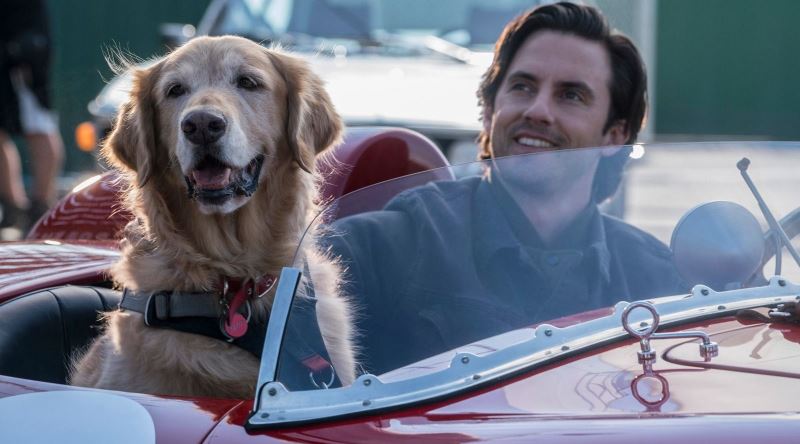 İnsanların Köpeklerle Cidden İletişim Kurması Ne Derece Mümkün?