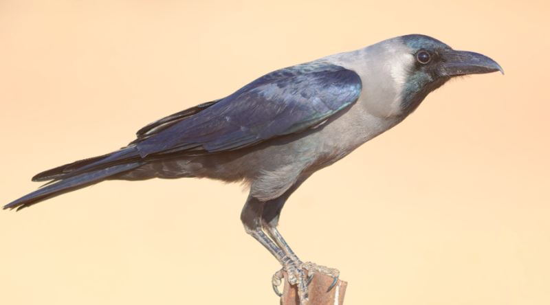 Kargalara Olan Saygınızı Artıracak Bilgiler