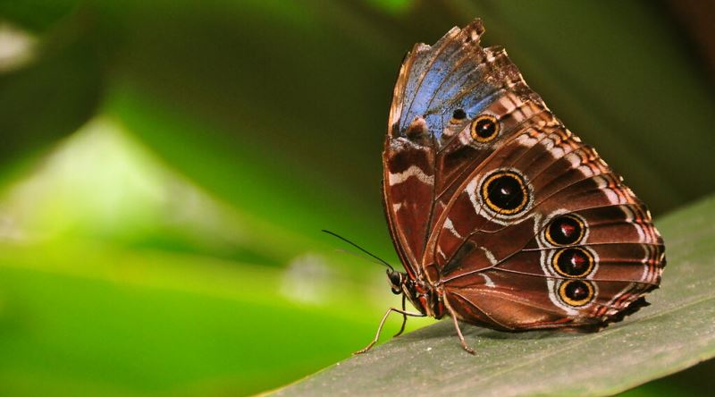 Kelebekler Yağmur Gibi Şiddetli Doğa Olaylarında Ne Yapıyorlar?
