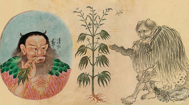 Kenevirin Uyuşturucu Olarak Kullanımının En Eski Kanıtı: Çin'deki 2700 Yıllık Stok