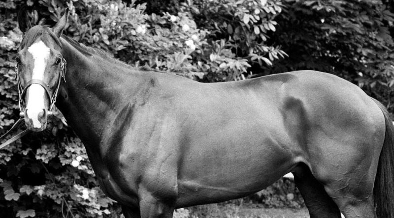 Zamanında İrlanda'nın Rekorlar Kıran Efsane Yarış Atı Shergar'ın Trajik Hikayesi
