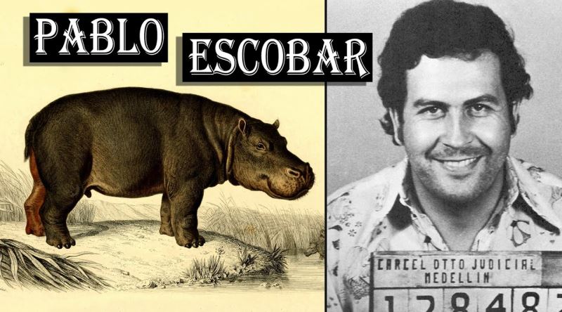 Pablo Escobar'ın Eğlencesiyken Çoğalarak Kolombiya'yı İstila Eden Su Aygırları