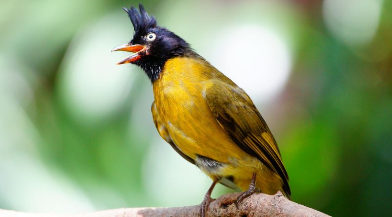 Kuşlar Neden Sabahın Erken Saatlerinde Ötmeye Başlarlar?