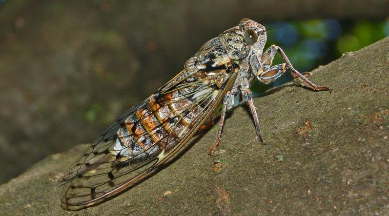 Ağustos Böceği Yazın O Gürültülü Sesi Nasıl Çıkarıyor?
