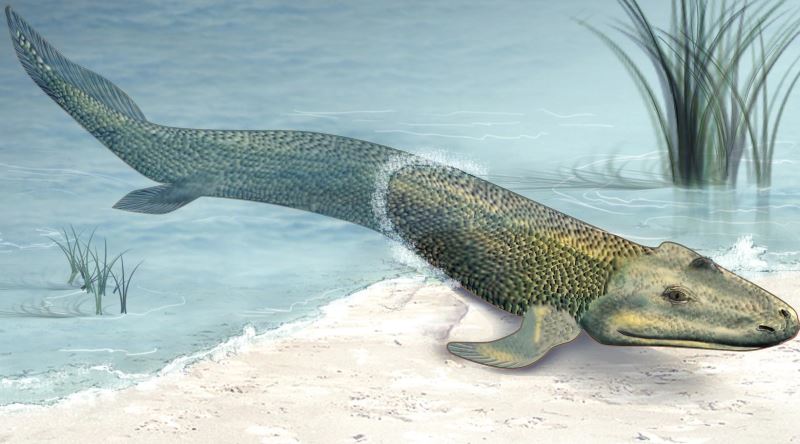 Canlılar Neden Sudan Karaya Çıkma Gereği Duydu?