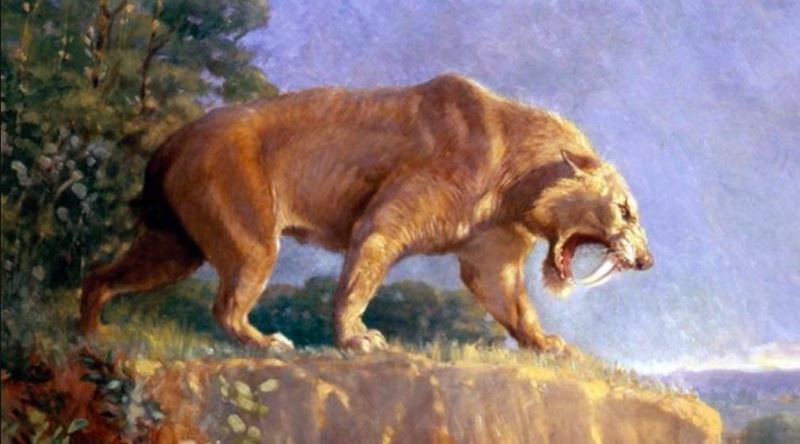 Buzul Çağının En İkonik Yırtıcılarından Biri: Smilodon