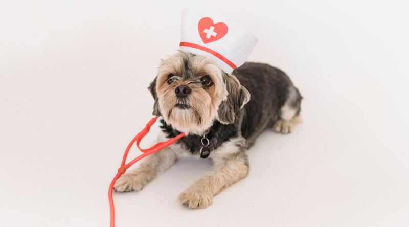 Köpekler Kanserin Kokusunu Alabilir mi?